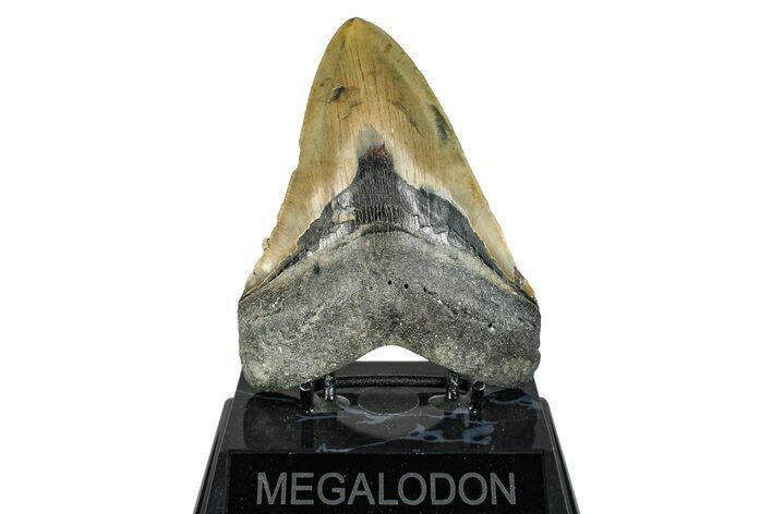 Serrated, Fossil Megalodon Tooth - North Carolina #274769